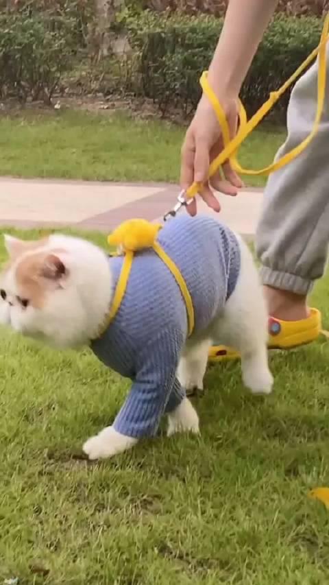 加菲最新爆料新闻视频